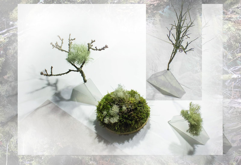 photographs of mounted tabletop arrangements of twigs, mosses and lichens, created by Mara Marxt Lewis, dated 
2022