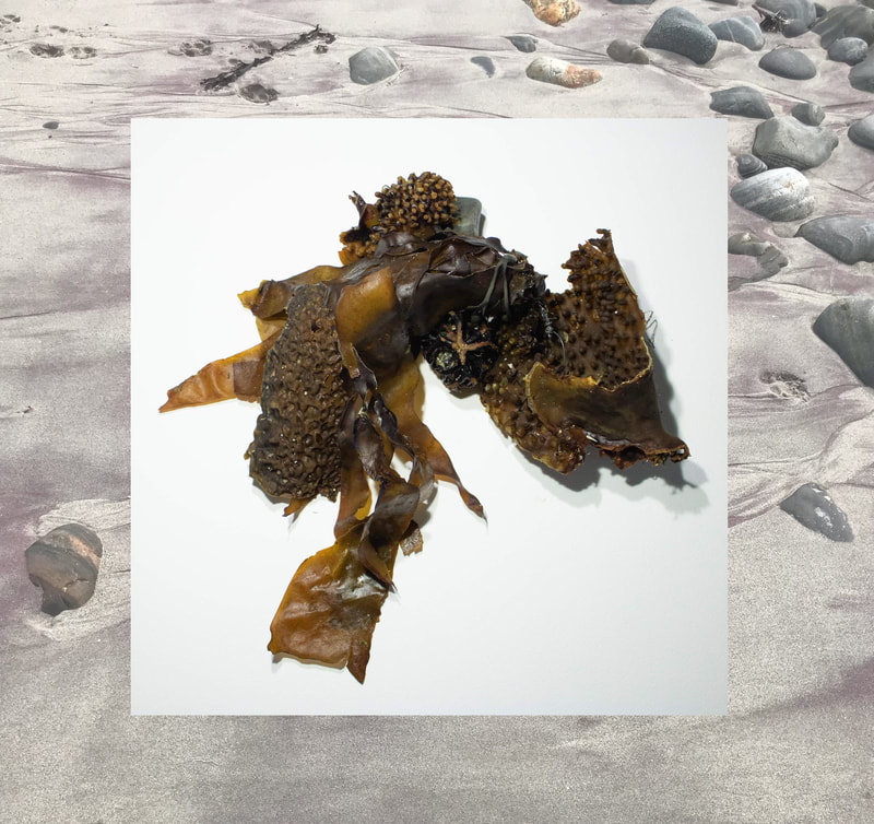 Photograph of an arrangement of toffee-coloured seaweeds against a white background, by Mara Marxt Lewis, dated 2022.